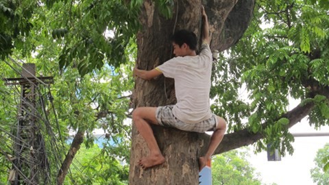 Sap den mua du minh tren cay cao hai tien trieu o Ha Noi-Hinh-4